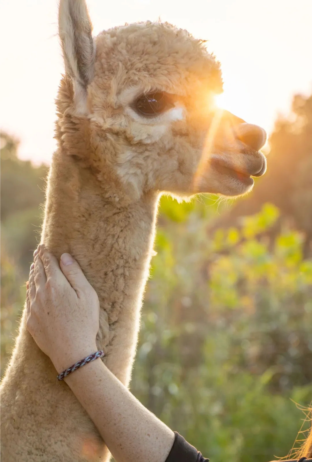 "Alpacalets" Bracelets